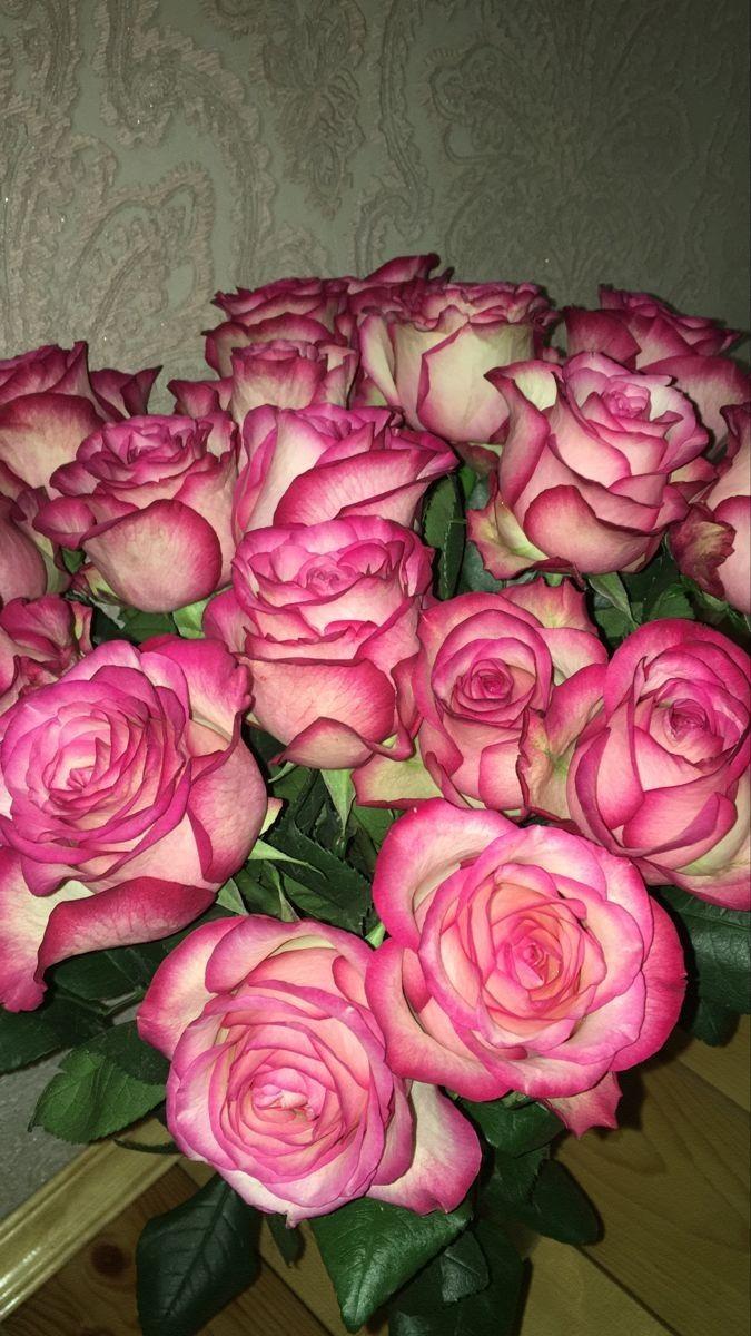 Morning Dew Radiance: Freshness in Petal Hues